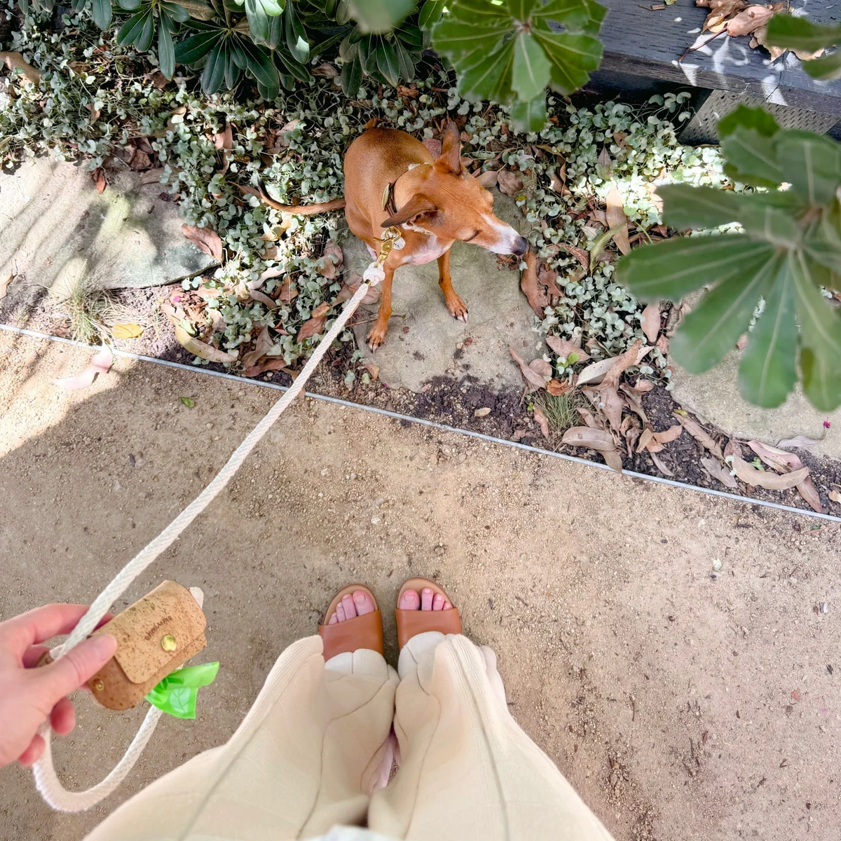Gift Guide for Earth-Conscious Dog Moms